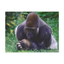 Praying Gorilla Post Card