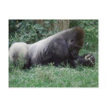 Praying Gorilla Postcard