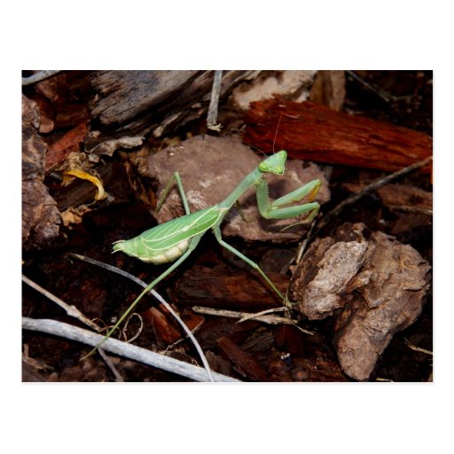 Praying Mantids Postcards