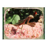 Praying Mantis 64 ~ postcard