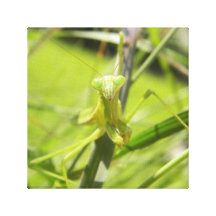 Praying Mantis Canvas Prints