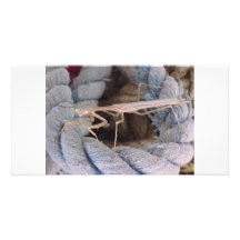 Praying Mantis Happy christmas Personalized Photo Card