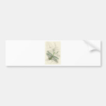 Praying Mantis, Mantis Religiosa Bumper Sticker