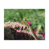 Praying Mantis Nature Photography Postcard