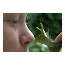 Praying Mantis