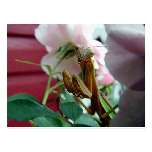 Praying Mantis Post Card