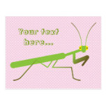 Praying mantis post cards