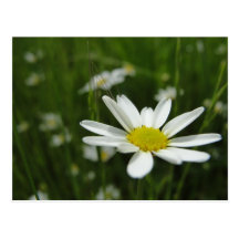 Pré de marguerite carte postale