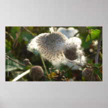 Precious Autumn - Poster Print