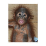 Precious Baby Orangutan in Diapers at Orphanage Post Cards