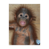 Precious Baby Orangutan in Diapers at Orphanage Post Cards