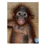 Precious Baby Orangutan in Diapers at Orphanage Post Cards