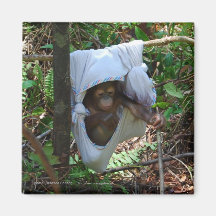 Precious Baby Orangutan Playground SwingMagnet