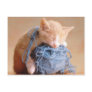 Precious Cat and Kitten Photos, Gifts - Customize! Postcard