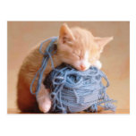 Precious Cat and Kitten Photos, Gifts - Customize! Postcard