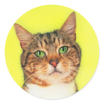 Precious Cat and Kitten Photos, Gifts - Customize! Stickers