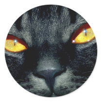 Precious Cat and Kitten Photos, Gifts - Customize! Round Sticker