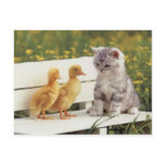 Precious Cats, Kittens Cards, Gifts -  Customize! Post Card