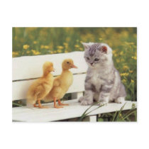 Precious Cats, Kittens Cards, Gifts -  Customize! Post Card