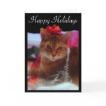 "Precious Gift" Cat Photography Holiday Card