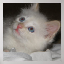 Precious Kitten Poster