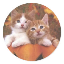 Precious Pumpkin Cats - Customizable Cards Round Sticker