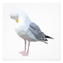 Preening Gull. Custom Announcement