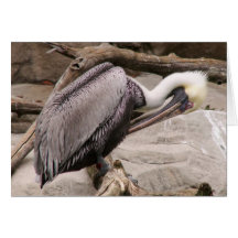 Preening Pelican Greeting Card
