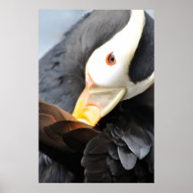 Preening Puffin Print