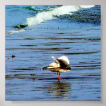 "Preening Seagull" Fine Art Poster