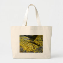 Prehistoric yellow lichen on beach rock 1 bags