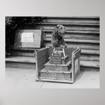 President Harding's Airedale Terrier, 1922 Posters