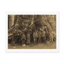 President Roosevelt and John Muir Beneath (Sepia) Postcards