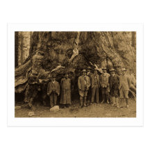 President Roosevelt and John Muir Beneath (Sepia) Postcards