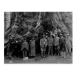 President Roosevelt and John Muir California 1903 Post Card