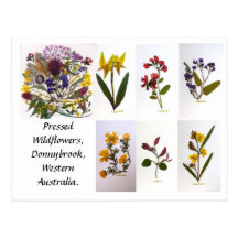 Pressed Wildflower Postcard.
