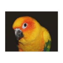 Pretty Bird Postcard