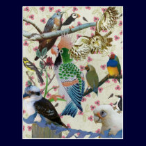 Pretty Birdies postcards