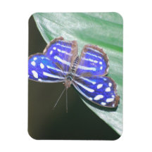 Pretty Blue Butterfly Rectangular Magnets