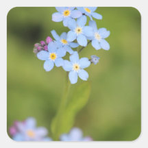 Pretty blue flower sticker