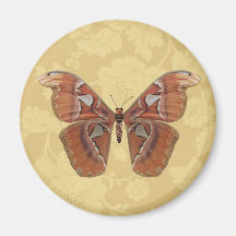 Pretty Brown Butterfly on Vintage Beige Floral Refrigerator Magnets