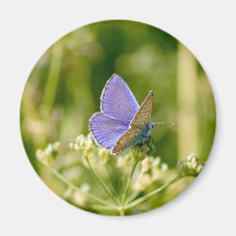 Pretty Butterfly Magnet