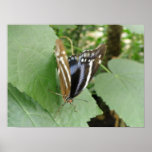 Pretty Butterfly Print