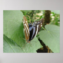 Pretty Butterfly Print
