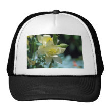 Pretty columbine flower and meaning hat