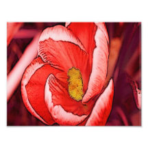 Pretty Coral Crocus Flower Photo