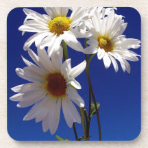 Pretty Daisies Coaster