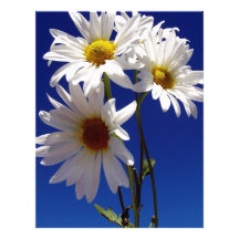 Pretty Daisies Custom Letterhead