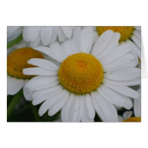Pretty Daisies Greeting Cards