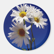 Pretty Daisies Magnet